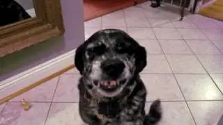 Guilty Dog, Buffy