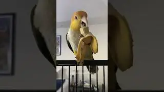 The parrot eating a banana is so cute😻❤️