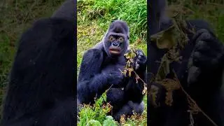 Gorilla man Pani lao re#shot video#ytshot#viralvideo #funnyanimals #comedy #funny #Gorilla#comedy