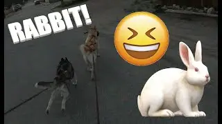 Rabbit Chase with Siberian Husky and Belgian Malinois mix bikejoring