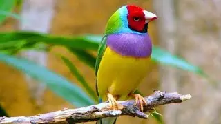birds love|calm|relaxing|soundcollection|birds|forest|nature|lonely|love|mindblowing|colorfull|