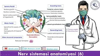 Uzunchoq miya anatomiyasi