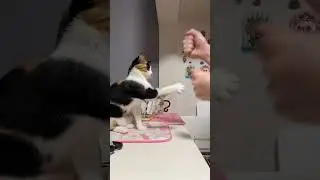 😼🥊 #cute #cat #kitten #playtime #shorts