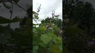 PANEN KACANG KORO/KOMAK 7/1/26 #nature #garden #gardening #satisfying #plants #farming #vegetables