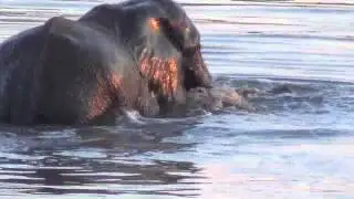 ELEPHANT WATERPLAY