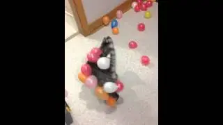 Static balloon cat