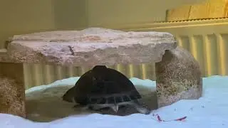 Aquatic turtles - pelusios castaneus