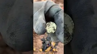 The discovery of gold coins in turtle shells