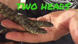RARE Two headed snake!!! It Does Exist
