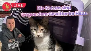 Die Katzen sind wegen dem Gewitter im Haus.