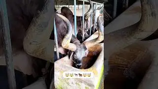 🤯👆 Mashaallah 😱🔥🔥 Biggest Chand bail 🐄🐂 #cow #bull #cowlover #cattle #shorts #short #viral #trending