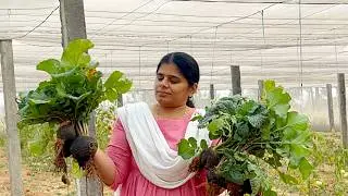 బ్రోకలీ మొక్కలు పెడితే ముల్లంగి వచ్చాయి😅ఏవిటో||ప్రకృతి జీవనం|BLikeBindu