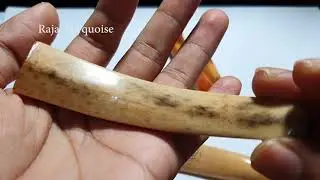 taring duyung asli vs tulang rusuk