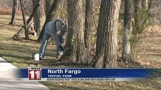 Beaver Backers Paint Trees with Beaver Repellent