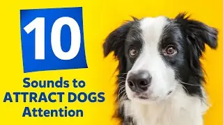 10 Sounds to ATTRACT DOGS Attention (Make Dogs Go Crazy)