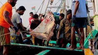 Kasimedu fish market | Chennai fish market | fish market in Chennai | fish market in Tamil Nadu |