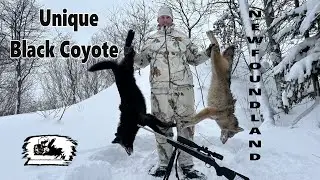 Unique Black Coyote, Western Newfoundland
