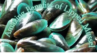 11 Amazing Benefits of Lipped Mussel