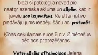 Intrascleral prosthesis#dog#veterinary opthalmology#makslīga acs#lēcas luksācija