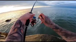 Massive Barramundi and Flathead Fishing Cairns Far North Queensland