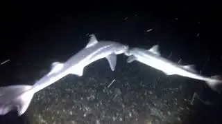 Sharks in Puget sound #cute #environment #fishing #fish #happy #nature #cool #sharks #pugetsound