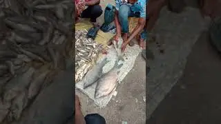 Pangas Fish Cutting Skills In Fish Market | Fish Chicken mutton #shorts