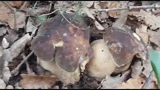 Porcini (Boletus aereus): una prateria di teste nere sotto le querce (3 novembre 2023)