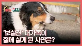’보살견‘ 대가족이 절에 살게 된 사연은? MBN 260129 방송