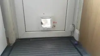 Cat opens cat flap backwards