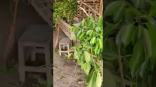 full pakan daun beringin | kambing etawa