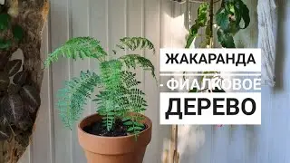 ЖАКАРАНДА - ФИАЛКОВОЕ ДЕРЕВО (из семян)
