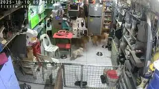 Earthquake inside the little store