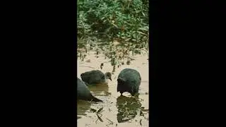 A Beautiful Duck Family Bonding Moment  | Mother&rsquo;s Love in Nature