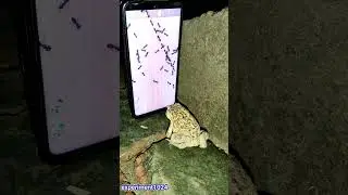Frog Amazing Experiment With Ant Smasher || Crazy Experiment With Frog 🐸 🐸 #shorts