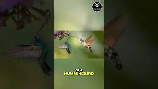 The Amazing Hummingbird Hawk Moth in Action!