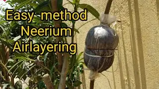 Neerium airlayering / அரளி பூவில் வின்பதியம் புதிய செடி உற்பத்தி
