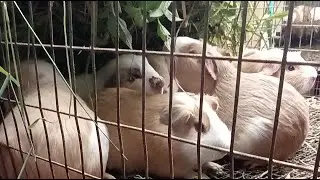 Día de cuyes en granja 🙏🙏🙏