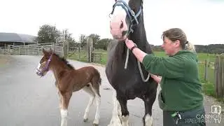 Will's first steps outside - Cannon Hall Farm