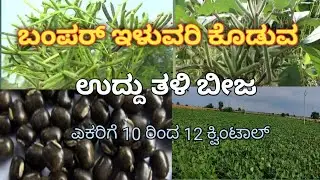 Black gram seeds LBG 932@ksrchannels