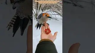 The Frozen Bird&rsquo;s Surprise Gift 🌺❄️#shorts #animalshorts #wildlife