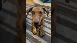 Staring Contest with My #Dog | #shorts30 #dogsofyoutube