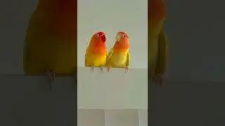 Little birds✨✨✨✨✨