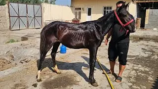 BUZOQCHA PULIGA OT TOYCHOQ 7 MILLIONDAN BOSHLAB😱😱 IBROHIMJON FERMASIDAN
