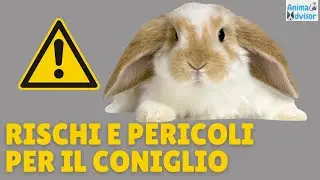 Rischi e Pericoli per il Tuo Coniglio