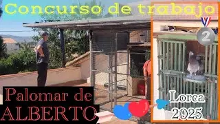 PALOMAR de ALBERTO (Lorca) PARTICIPANTE CONCURSO de palomos de TRABAJO🥈Pichones con un Cuco Lorquino