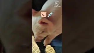 Cute Piglets Getting Vaccinated 🐷💉 | Farm Care