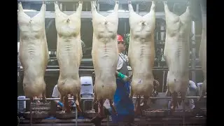 Guide for Meat Inspection of Fattening Pigs Macroscopic Procedure