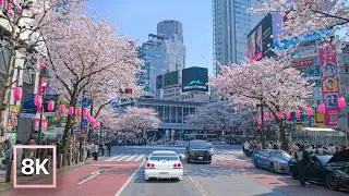 Spring Cherry Blossom Drive in Tokyo ☀️ / 8K 60fps HDR / Relaxing Piano Music