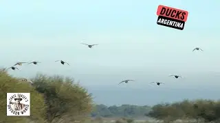 Argentina Ducks