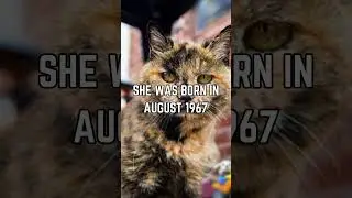 😺🎂 Celebrating Creme Puff: The World's Oldest Cat's Remarkable Life!